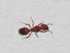 Pheidole