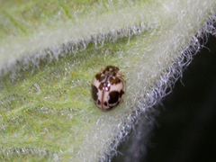 Psyllobora bicongregata