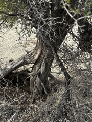Pseudoziziphus parryi