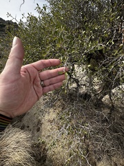 Pseudoziziphus parryi