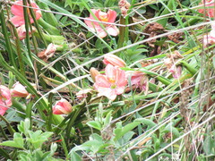 Passiflora mixta mixta