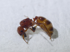 Pheidole