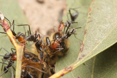 Iridomyrmex rubriceps