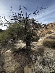 Pseudoziziphus parryi