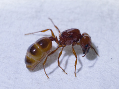 Pheidole