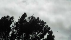 Chroicocephalus serranus