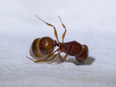 Pheidole