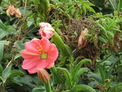 Passiflora mixta eriantha