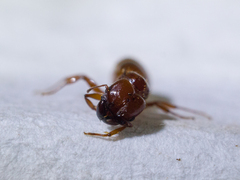 Pheidole