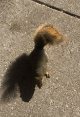 Sciurus niger