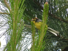 Myioborus melanocephalus