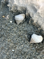 Cenchritis muricatus