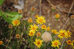 Haplopappus foliosus