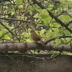 Troglodytes aedon