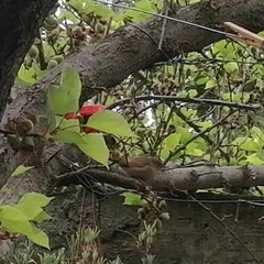 Troglodytes aedon