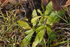 Plantago lanceolata