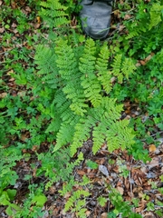 Hypolepis millefolium