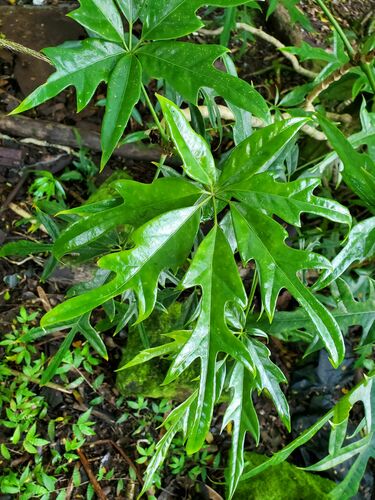 Heptapleurum heptaphyllum observed 2022-12-05
