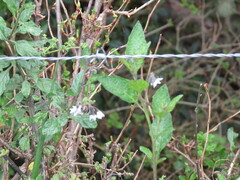 Solanum furcatum
