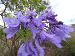 Jacaranda mimosifolia