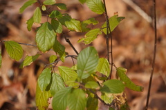 Frangula alnus