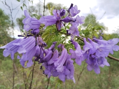 Jacaranda mimosifolia