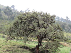 Escallonia myrtilloides