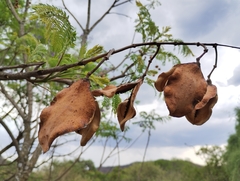 Jacaranda mimosifolia