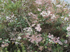 Aloysia citrodora