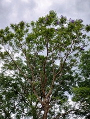 Jacaranda mimosifolia