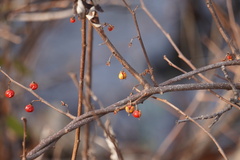 Celastrus orbiculatus