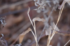 Dichanthelium clandestinum