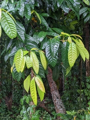 Ficus nervosa