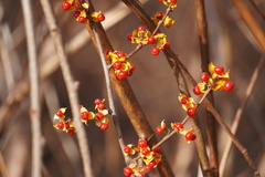 Celastrus orbiculatus