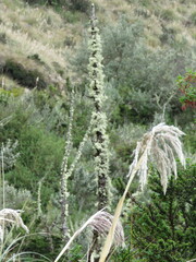 Cortaderia nitida