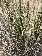 Brickellia microphylla