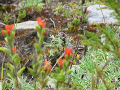 Castilleja fissifolia
