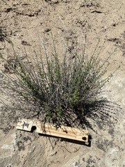 Brickellia microphylla