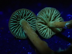 Galerina badipes