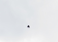 Streptoprocne zonaris