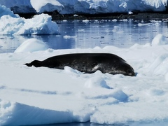 Leptonychotes weddellii