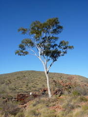 Corymbia aparrerinja