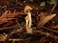 Galerina badipes