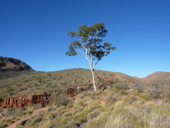 Corymbia aparrerinja