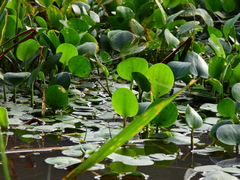 Limnobium laevigatum