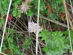 Valeriana microphylla