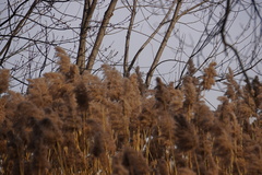Phragmites australis