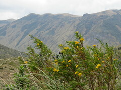 Hypericum laricifolium