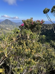 Bejaria