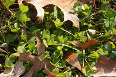 Trifolium repens